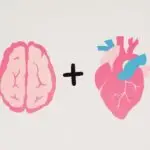 Creative art featuring a brain and heart on a white background symbolizing logic and emotion.